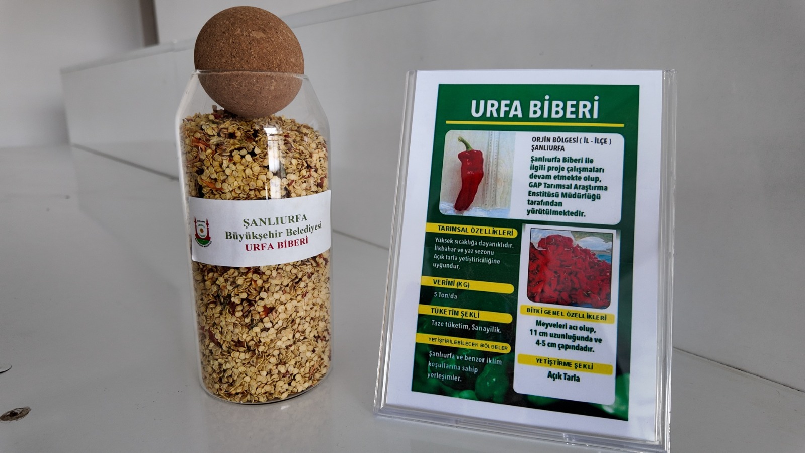 ŞANLIURFA’DA ATA TOHUMLARI ÇİFTÇİLERLE BULUŞUYOR