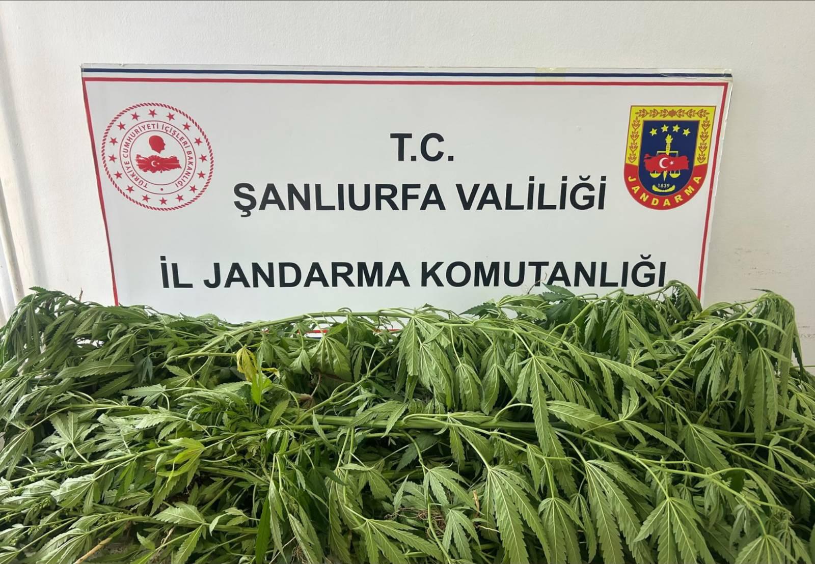 Suruç’ta Narkotik Operasyonu: 35 Kök Kenevir Ele Geçirildi