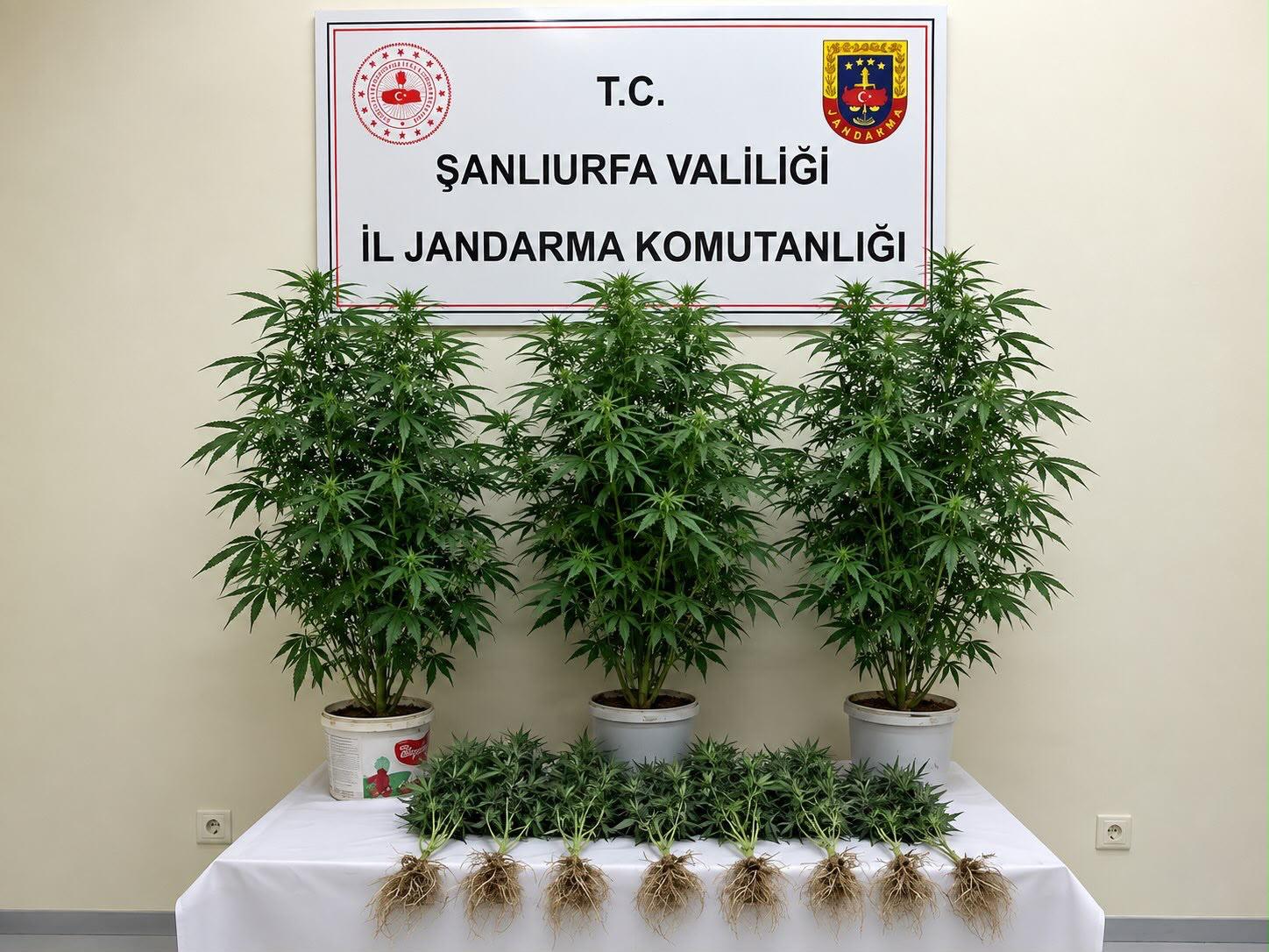 Bozova’da Yasa Dışı Kenevir Operasyonu